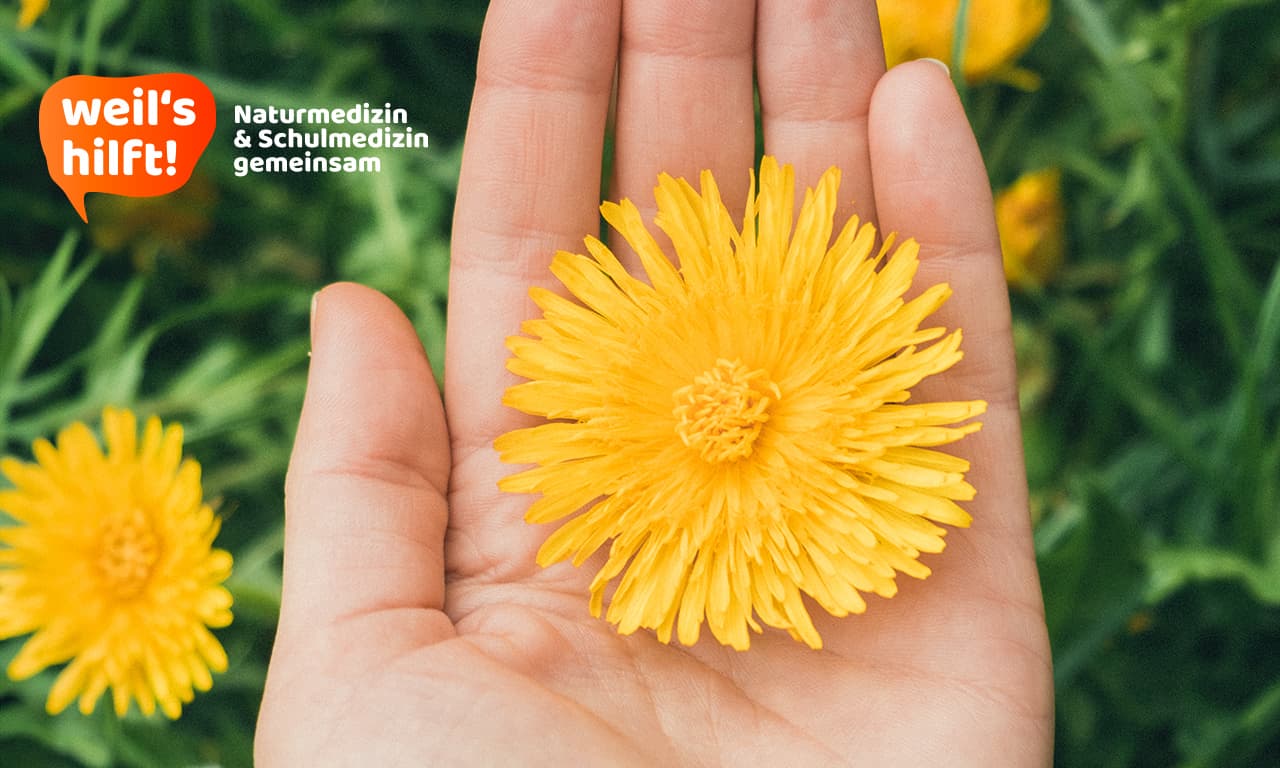 Eine Löwenzahnblüte liegt auf einer offenen Handflache